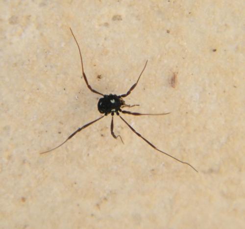 Histricostoma argenteolunulatum